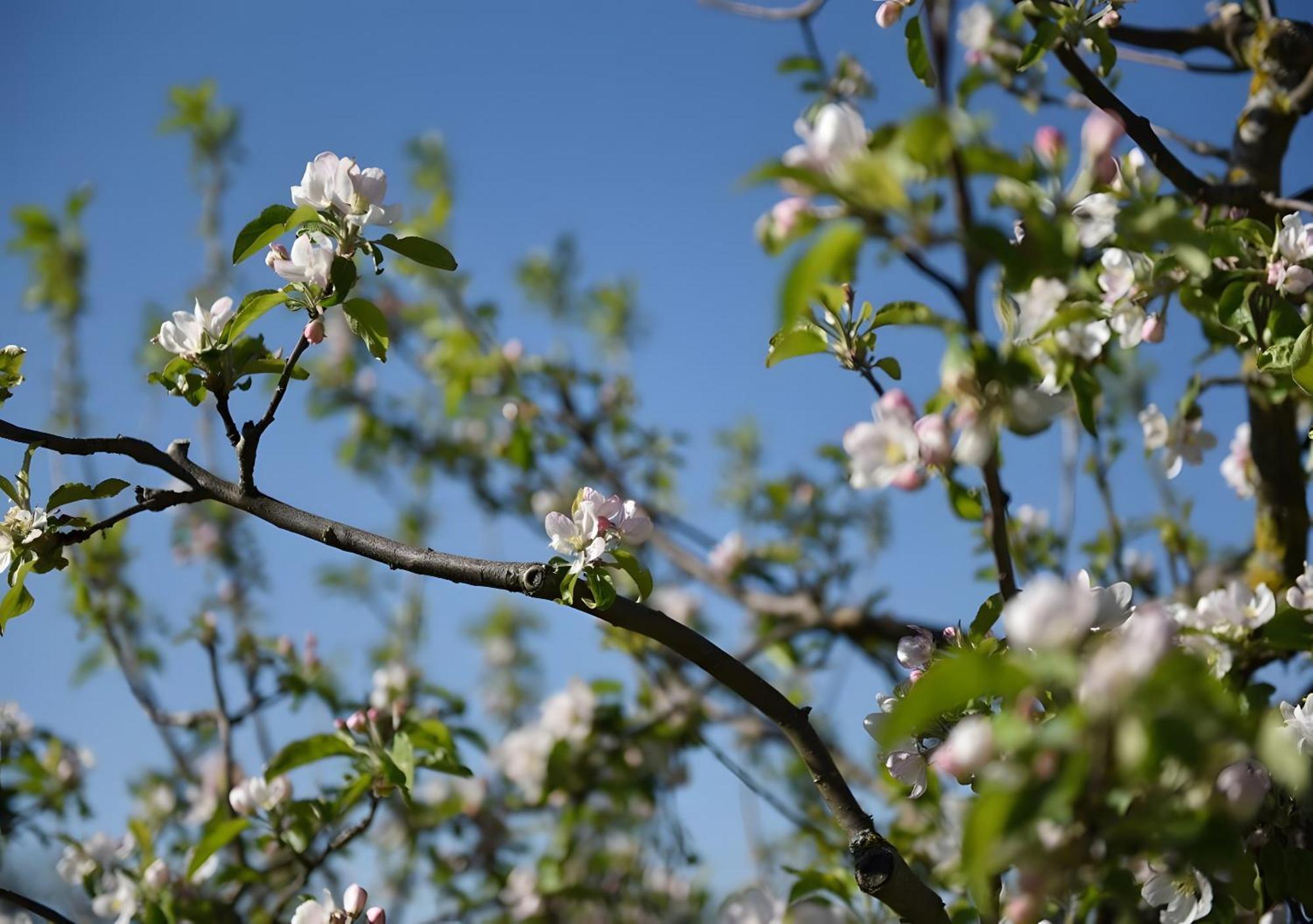 Ferienwohnung Apfelbluete Burgbernheim エクステリア 写真